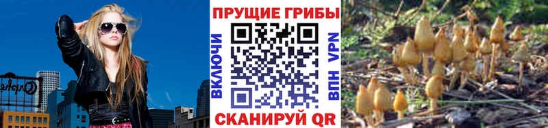 Галлюциногенные грибы мицелий  Купить где  Пыталово 